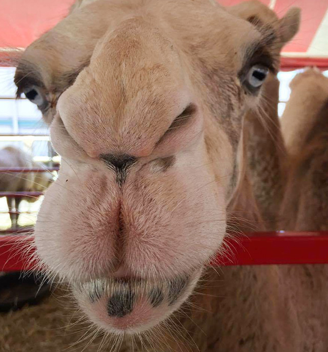 America's Show Camels Company will be bringing the rare spotted camel as well as snow white camels to the Egyptian Festival. Photo from America's Show Camels