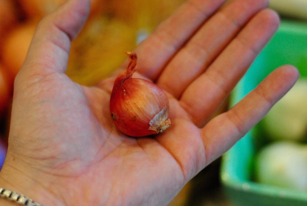 One of several shallots grown in Elkhart Lake, that I took home and used in the five onion soup.