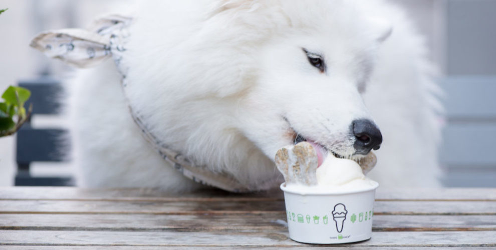 Shake Shack caters to canines, too. Courtesy photo.